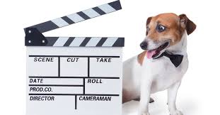 il cane in un film o cortometraggio